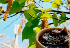 Fungal Birch Tark